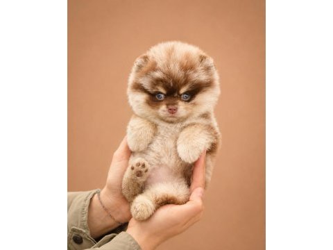 Safkan ırk garantili pomeranian boo yavrularımız