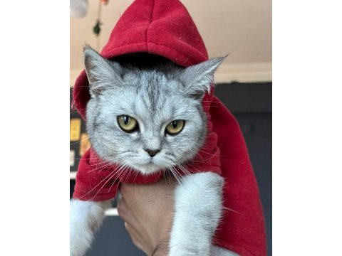 British shorthair 12 aylık