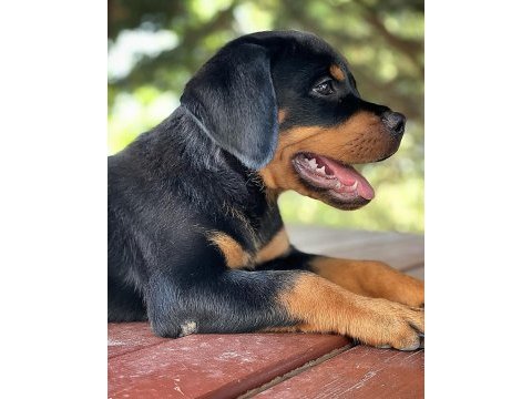 A kalite 2 aylık rottweiler şecereli köpeğim