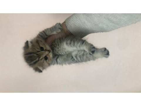 Scottish fold ve scottish blue point 1-2 aylık yavru