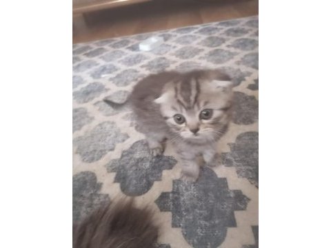 2 yavru 1 erkek 1 dişi scottish fold