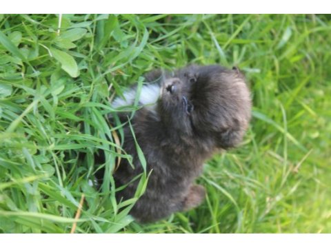 Pomeranian boo yavru
