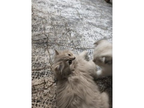 British longhair lilac yavrularımız