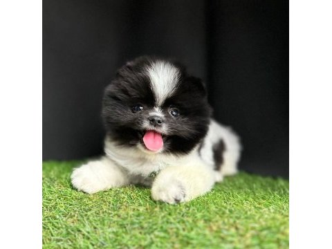 Sevimli pomeranian boo yavrularımız