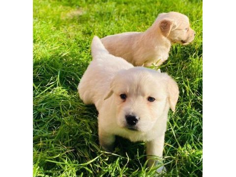 Baby face en iyisinden isteyenler için golden retriever