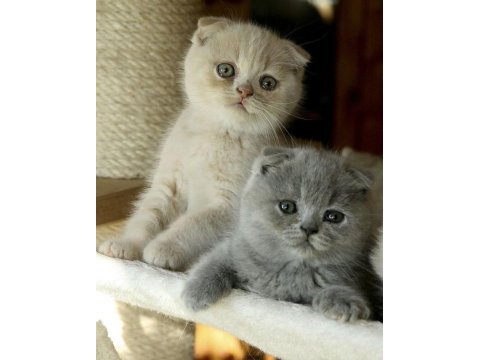 Scottish fold british siyam yavru çeşitler mevcuttur