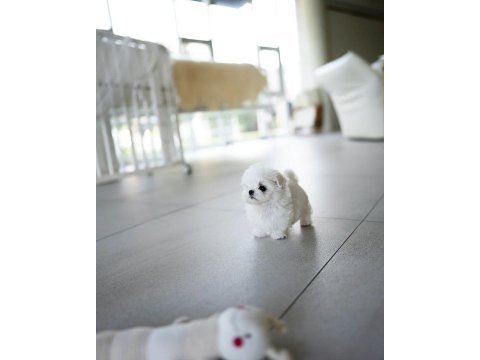 Kore mikro boy maltese alissa