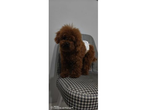 Erkek teacup kore poodle