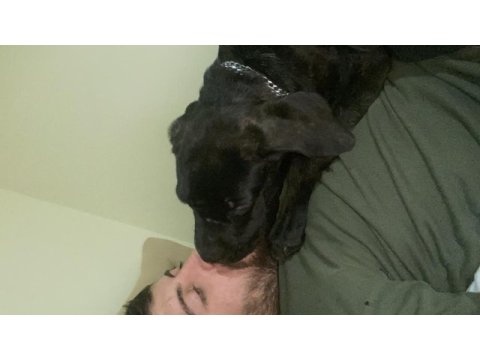 Orjinal safkan dişi cane corso