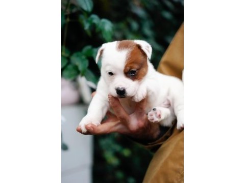 Fcı şecereli safkan erkek jack russell terrier