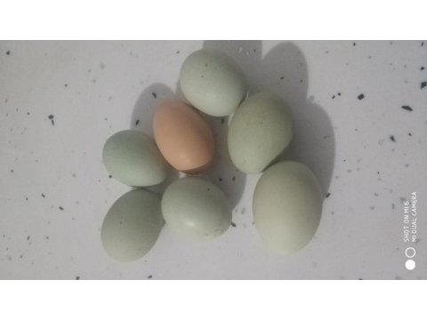 Yeşil tavuk yumurtası
