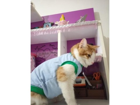Oğlumuz erkek kedimiz kızgınlıkta eş adayı arıyoruz