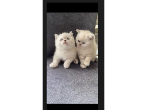 Safkan ayı surat golden point british shorthair bebekler