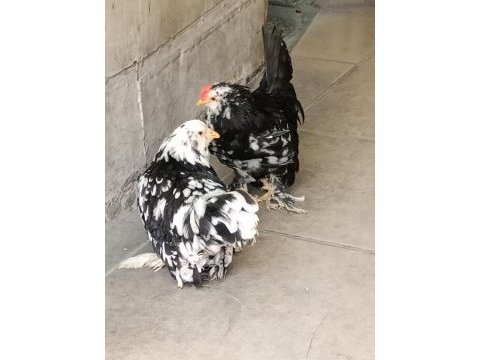 İspenç paçalı süs tavuk