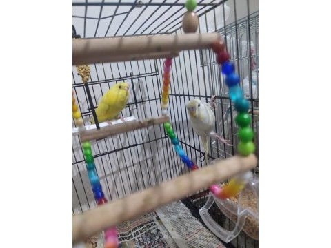 Eşli muhabbet kuşları a kalite