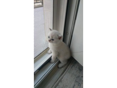 British shorthair safkan 1.5 aylık