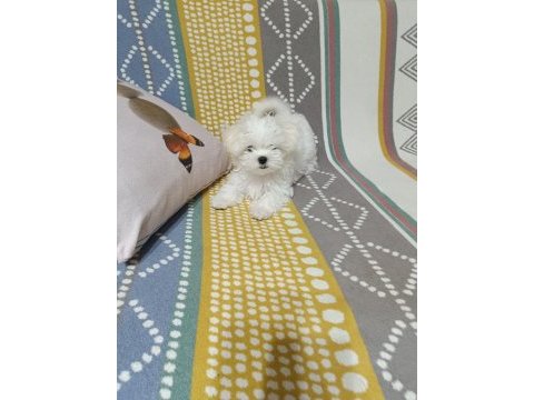 Kore maltese bebekler
