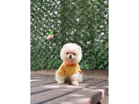 3 aylık erkek pomeranian ruby