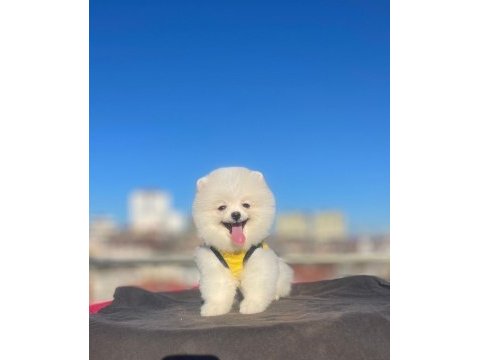 Orjinal spitz olmayan pomeranian boo cinsi çocuklar