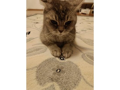 Ücretsiz dişi british shorthair