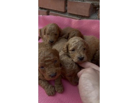 Ev üretimi safkan toy poodle bebekler