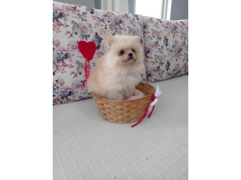 1 erkek ve 2 dişi pomeranian boo yavrular