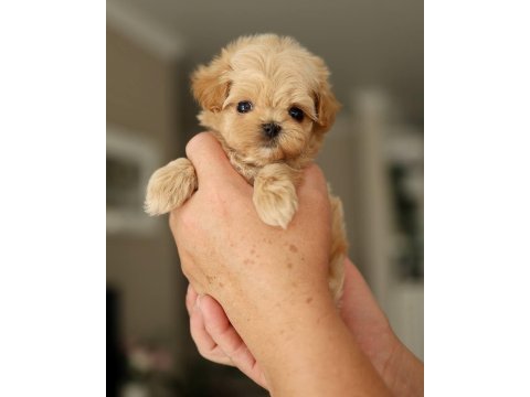 Maltipoo yavrularımız teacup sıfır boy