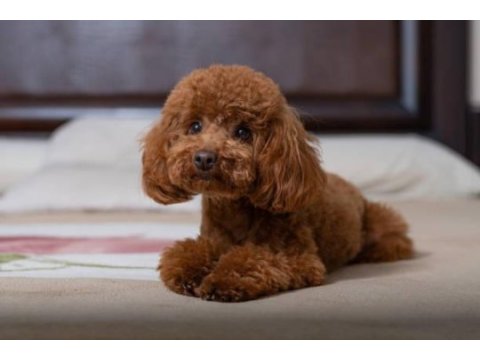 Toy poodle yavru çeşitleri