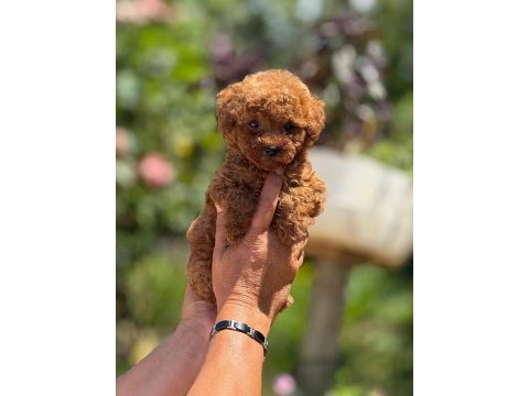 Toy poodle bebişler