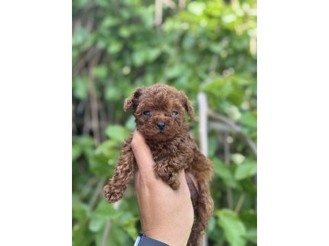 Exotic pet club güvencesiyle hemen teslim poodle yavrular