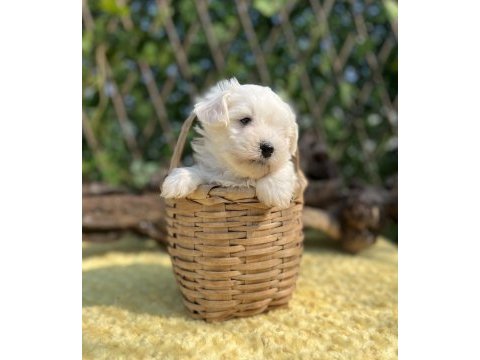 Kar beyaz maltese terrier yavrular