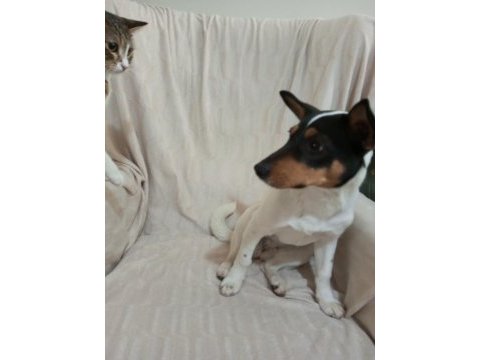 Köpeğimize yuva arıyoruz