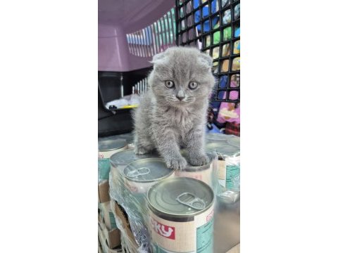 Son kalan scottish fold yavrumuz yeni yuvasını bekliyor