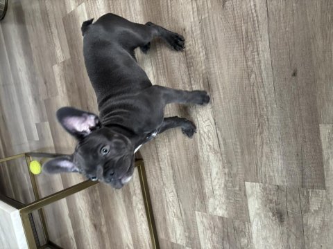 Yavru french bulldog