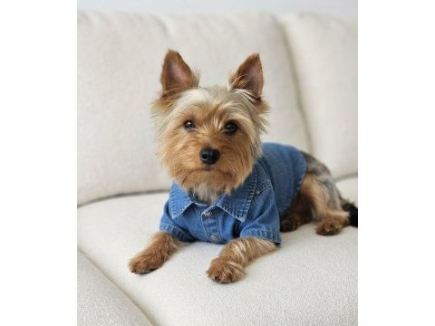 Yorkshire terrier köpeğimiz