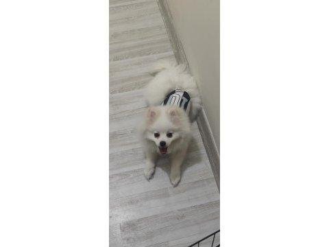 Damızlık pomeranian dişi eğitimli 10 aylık