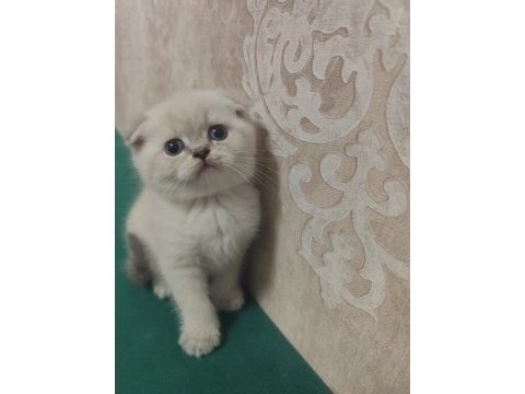 Scottish fold yavru
