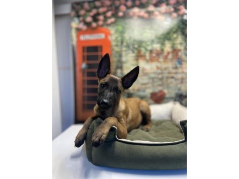 Belçika kurdu dişi yavrumuz @petclubadanaa