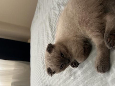 2 tane 2 aylık yavrulardır scottish fold