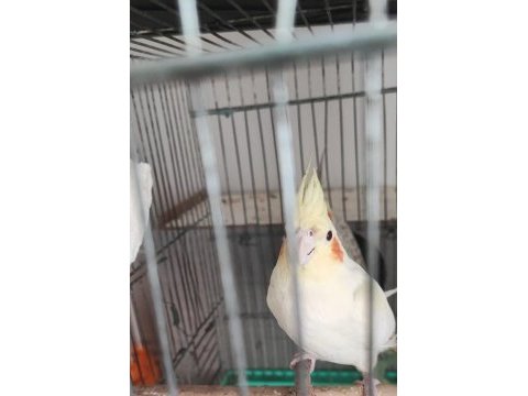 1 çift sultan papağanı yuva hazırlığı yapmakta