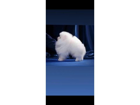Pomeranian yavru