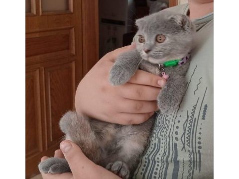 Scottish fold 3 aylık dişi