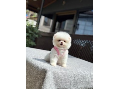 Sağlık ve ırk garantili pomeranian boo köpeği
