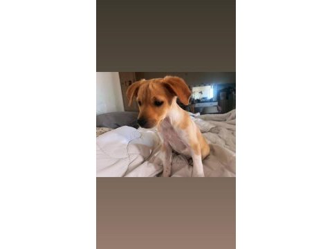 Jack russell ile pinscher melezi