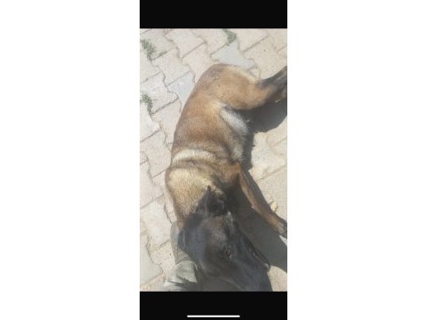 1 yaşında doğurmuş belçika kurdu safkan