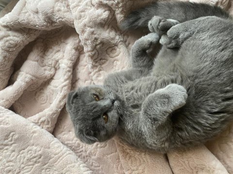 Scottish fold 6 aylık dişi