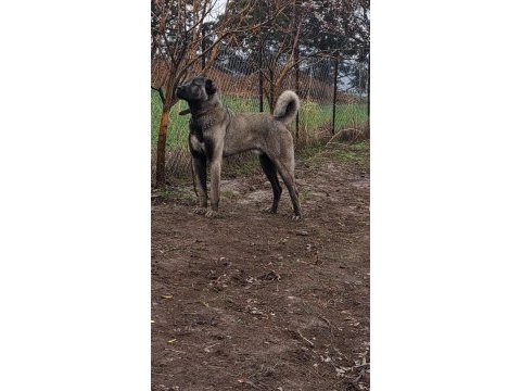 Sivasın dev kangal köpekleri