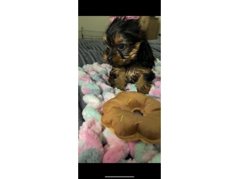 Ev doğumlu yorkshire terrier bebeğim