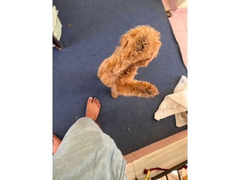 Acil cipli 8 aylık poodle