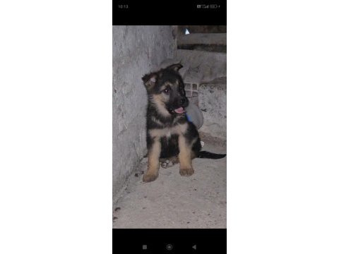 A kalite alman kurdu yavrularımız teslime hazır